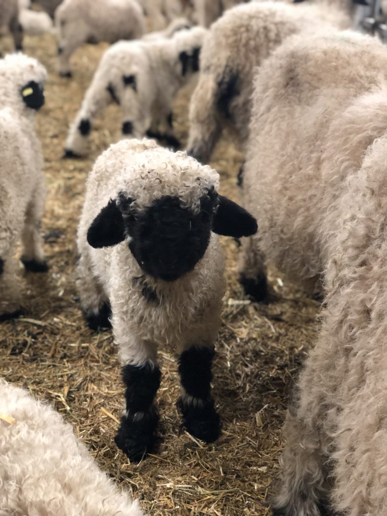 Group of black-nosed sheep, a rare breed, at the Julen sheepfold near Zermatt.
