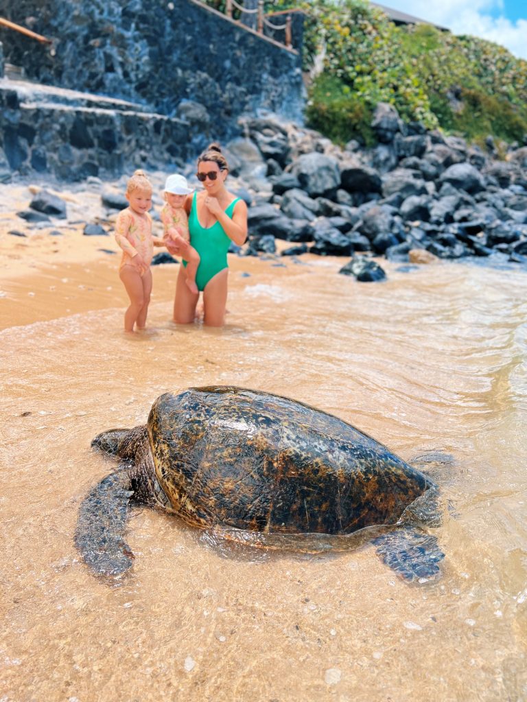 Where to see turtles in Maui